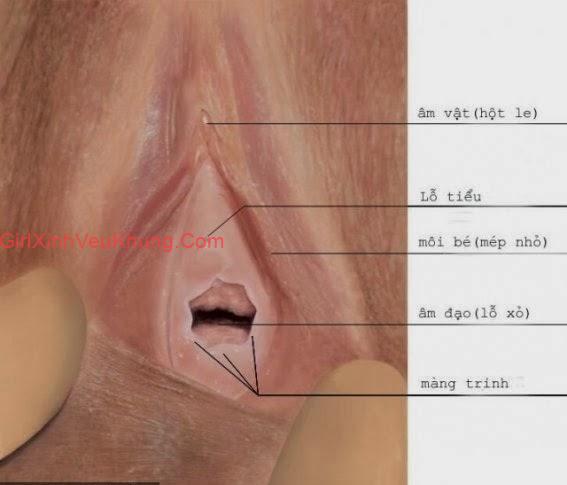 Hình ảnh lồn con gái còn trinh